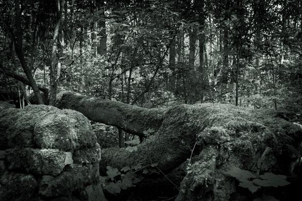 Black and white image of a woodland with in the foreground a moss-covered dry wall on the left and horizontally next to it a fallen tree, also covered in moss.