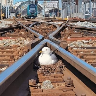 Foto de una gaviota anidando en medio del cruce de unas vías del tren