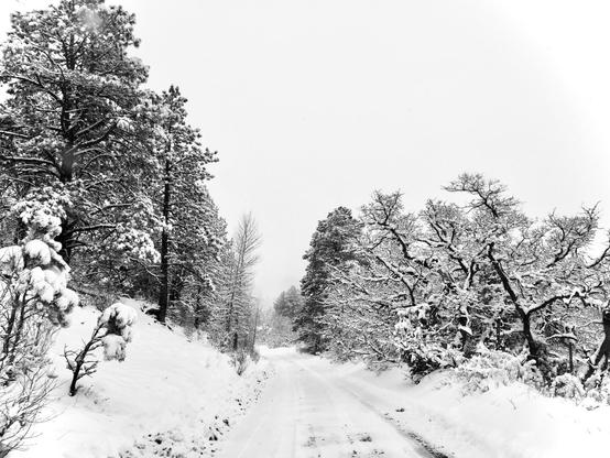 This photo shows a snow-covered road lined with trees that are also covered in snow. It's a winter scene, likely in a rural or forested area.