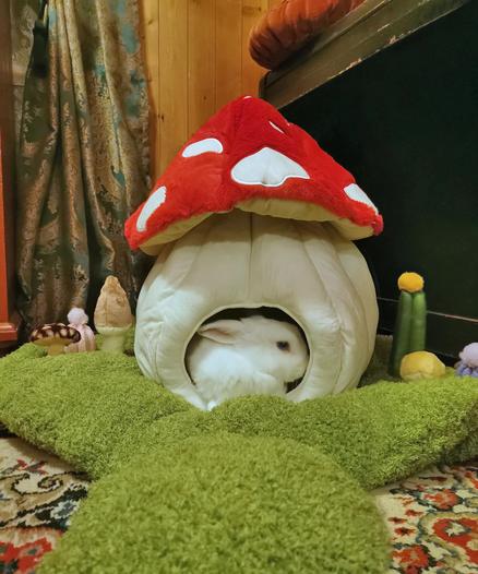 My white bunny laying in her giant toadstool shaped house surrounded by toy mushrooms and peyote.