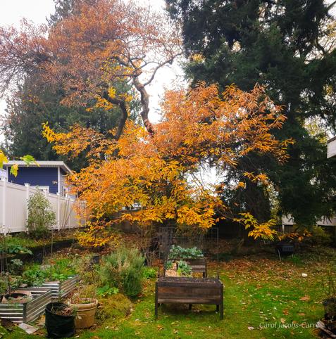 A crooked old chestnut tree glows golden brown next to a dark green Douglas fir in our backyard. The chestnut has had several surgeries to remove dead branches and looks a bit hectic with a spot almost empty of branches in the middle.  You can also see our container vegetable garden located for maximum sun exposure.