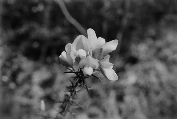 Fleur de genêt en noir et blanc