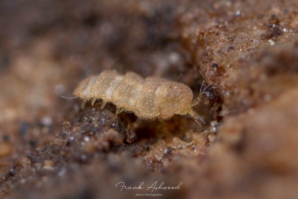 A photograph of a pauropod - an orange segmented relative of millipedes, with strangely branching antennae.