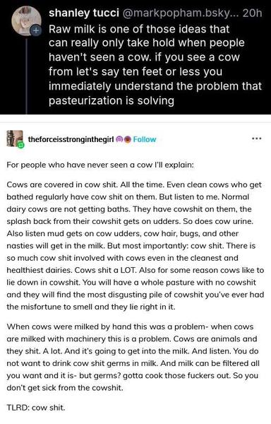 shanley tucci @markpopham.bsky...

Raw milk is one of those ideas that can really only take hold when people haven't seen a cow. if you see a cow from let's say ten feet or less you immediately understand the problem that pasteurization is solving

theforceisstronginthegirl

For people who have never seen a cow I'll explain: Cows are covered in cow shit. All the time. Even clean cows who get bathed regularly have cow shit on them. But listen to me. Normal dairy cows are not getting baths. They have cowshit on them, the splash back from their cowshit gets on udders. So does cow urine. Also listen mud gets on cow udders, cow hair, bugs, and other nasties will get in the milk. But most importantly: cow shit. There is so much cow shit involved with cows even in the cleanest and healthiest dairies. Cows shit a LOT. Also for some reason cows like to lie down in cowshit. You will have a whole pasture with no cowshit and they will find the most disgusting pile of cowshit you've ever had the misfortune to smell and they lie right in it. When cows were milked by hand this was a problem- when cows are milked with machinery this is a problem. Cows are animals and they shit. A lot. And it's going to get into the milk. And listen. You do not want to drink cow shit germs in milk. And milk can be filtered all you want and it is- but germs? gotta cook those fuckers out. So you don't get sick from the cowshit. TLRD: cow shit.