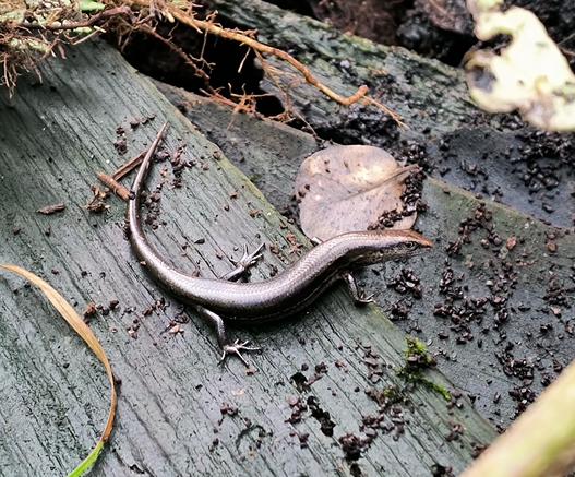 A shiny, brown skink on dark brown wet wood