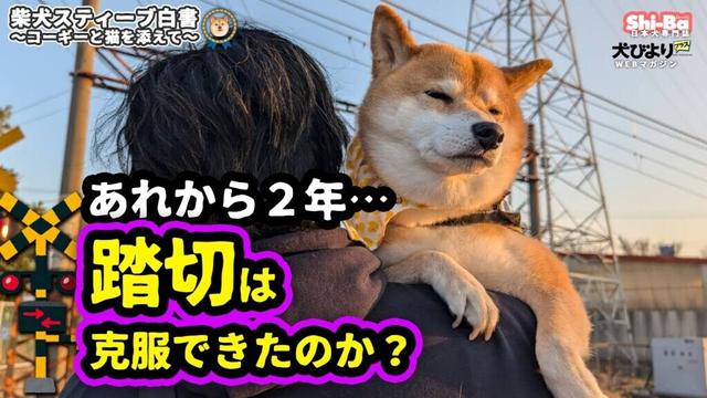 苦手なもんやで【犬びよりプラス】スティーブ白書4コマ連動動画