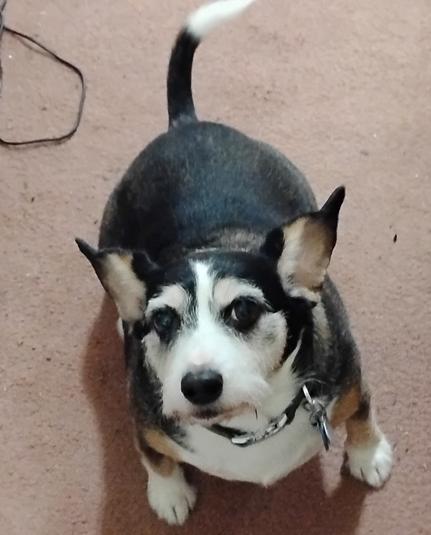 Starr is my Beagle Jack Russell mix with big ears