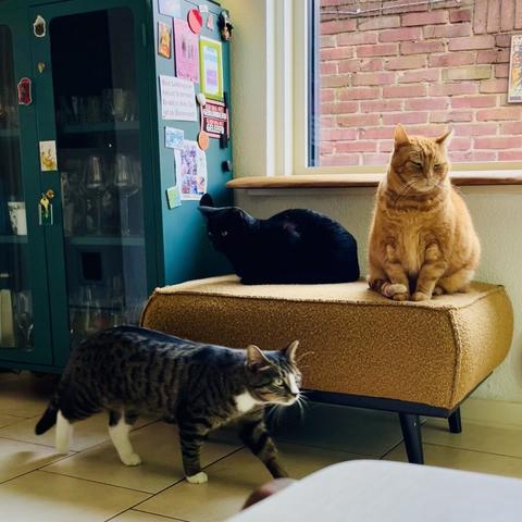 A black, red and tabby cat chilling together.