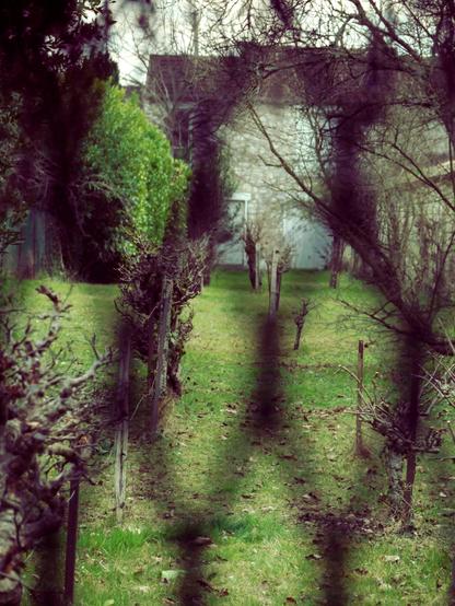 The image shows a garden or yard area with a row of pruned bushes or small trees leading towards a house in the background. The grass is green and the surrounding trees are bare, suggesting it might be early spring or late fall. Shadows of branches appear in the foreground.