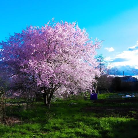 The image shows a blooming cherry blossom tree with pink flowers in a lush, green field. The sky is clear and blue with a few clouds. There are some bare trees and buildings in the background.