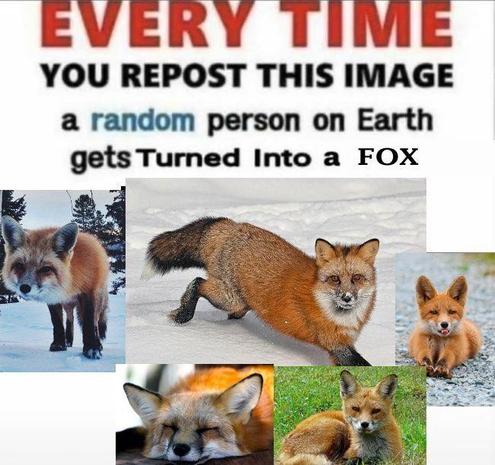 Picture of a Fox