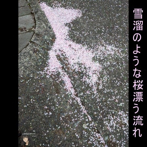 Sakura petels in a drift on the street with monoku