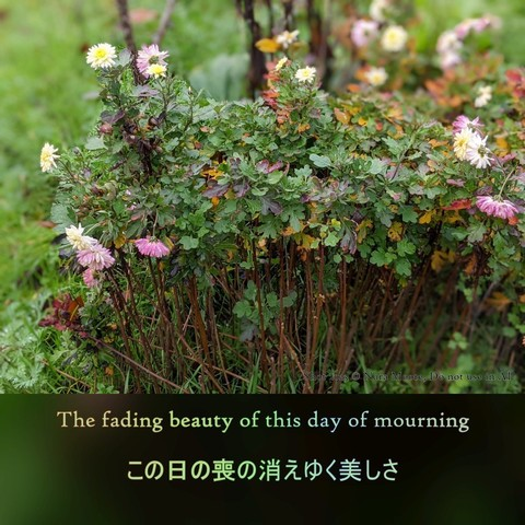 Wilting flowers in a hedge with monoku
