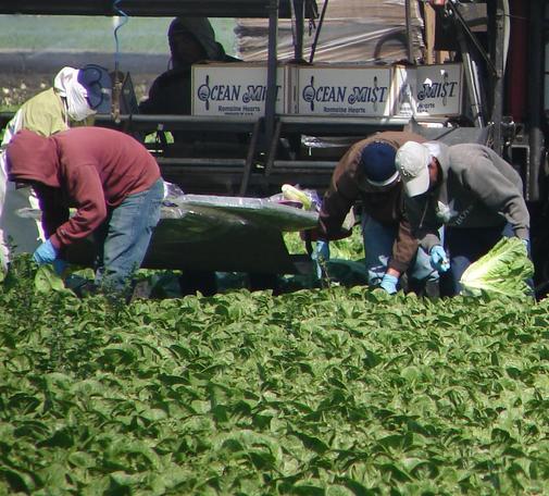 Four agricultural field workers are bent over their work—harvesting romaine lettuce—along California State Route 68 near Salinas. Dressed for protection from the elements, including hats or hoodies, none of their faces are visible.