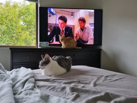 Photo taken from a bed looking at a television. There are two cats, one on the bed. The other right in front of the TV.