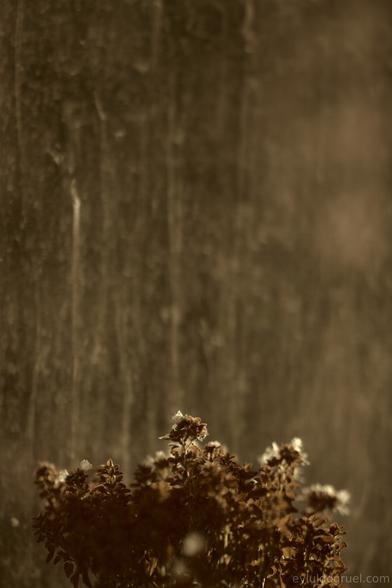 flowering thyme plant with streaked window at background