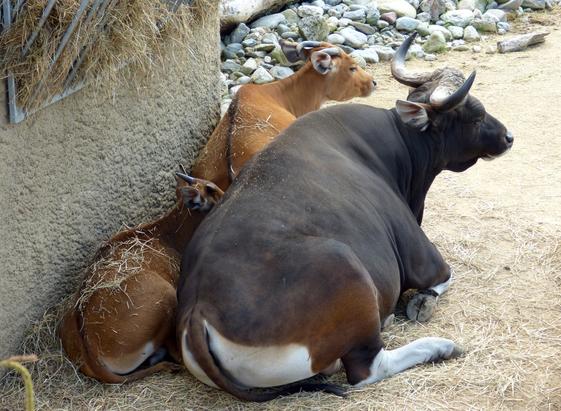 wild cattle - banteng - grouped together lying down