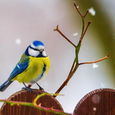 des-portraits-de-mesanges-bleues-et-charbonnieres-en-hiver-par-michal-skarbinski-1
