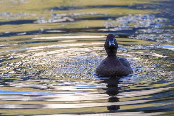 1: A Hardhead (type of duck), looking crossly directly at the camera.