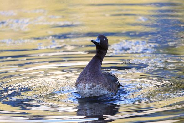 2: A Hardhead, stretching its neck up, looking like its really concentrating.