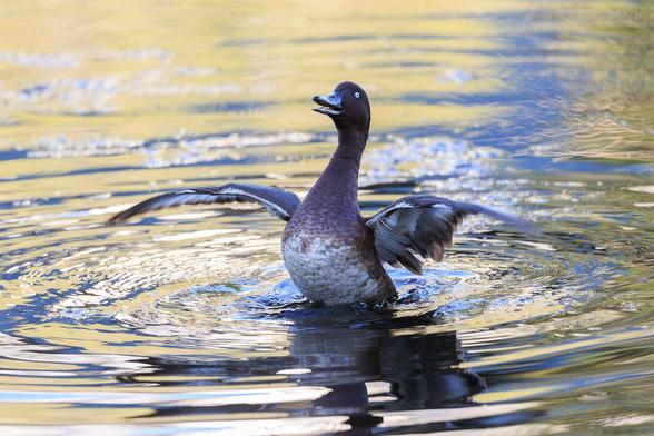 3: A Hardhead, reared up in the water, wings out flapping, beak open. It looks jubilant.