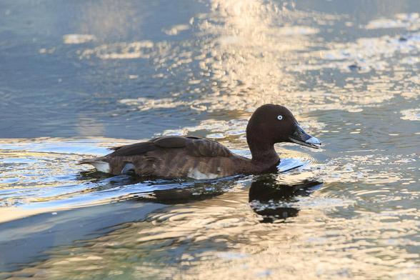 4: A smug looking Hardhead swimming off from left to right. Beak slightly open in a sly grin.