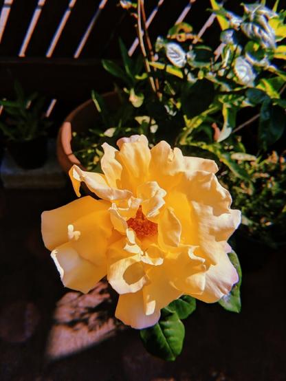 A huge pale yellow rose blooming on a small pot on a sun-drenched terrace.