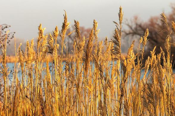 Tall, golden reeds sway gently in the breeze against a soft, muted backdrop near a body of water. The warm tones of the plants contrast with the calm blue of the water in the background and the hazy sky. Photography by Debra Martz