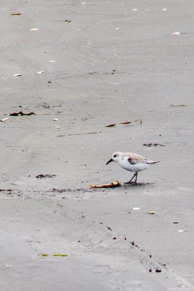 Tiny, white and brown shore bird finds a crab leg almost the size of his body, staring with wonder