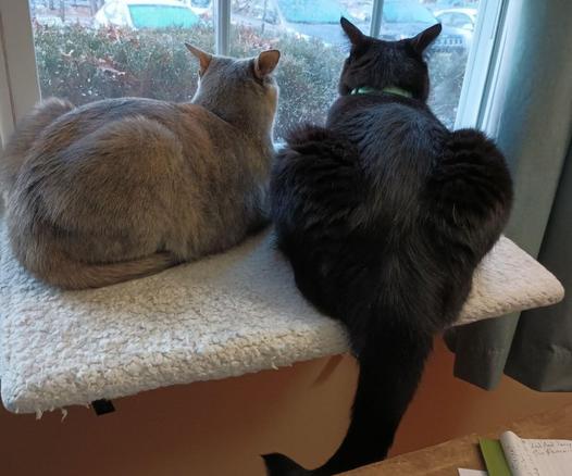 A dilute tortoiseshell cat, with fur in soft tones of grey, orange and white, is lying on a window shelf next to her brother, a big black cat.  The limbs and tail of the tortie are tucked under her.  The black cat's tail is hanging down from the window shelf.