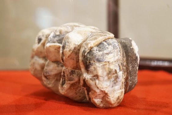 Mastodon tooth