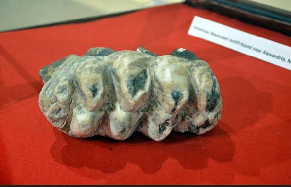 Mastodon tooth