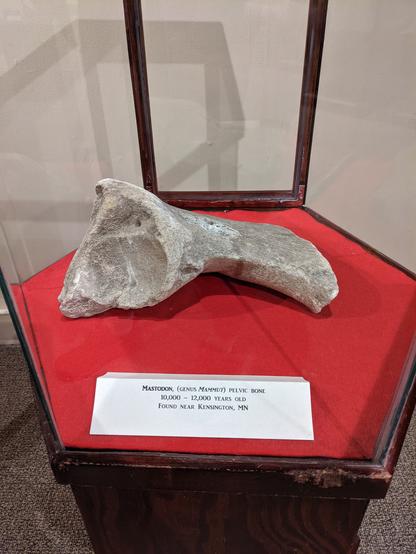 Mastodon partial pelvis