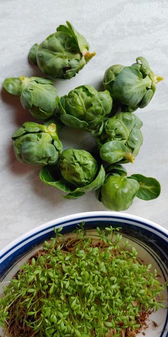 A handful Brussel sprouts next to a bowl with sprouted alfalfa.