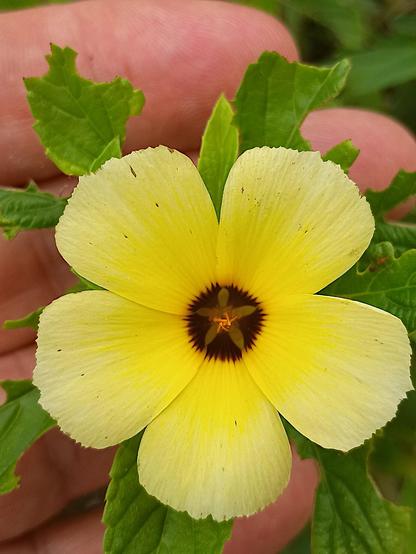 corola of Turnera subulata: five pale yellow petals with purplish-brown base and the dark yellow bundles of stamens in the center; in the background, a few green leaves and the hand of the photographer