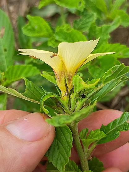 flower of Turnera subulata, lateral view: green-yellow, acute sepals with partly reddish veins, pale yellow petals among green leaves in the hand of the photographer. On the petals, there are two small ants