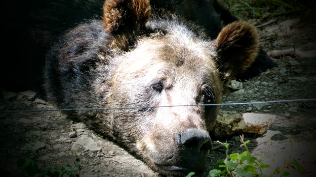 Ein Bär hat es sich gemütlich gemacht und liegt flach und faul am Boden in der Sonne und döst vor sich hin...