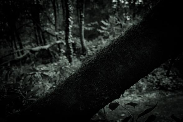 A moody, black-and-white image of woodlands.  Across the foreground is the dark trunk of a moss-covered, fallen tree.