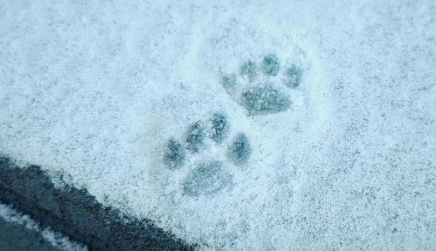 Two kitty cat paw prints in the snow