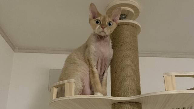 デボンレックス兄弟の最近の写真をまとめました(A collection of recent photos of Devon Rex brothers)