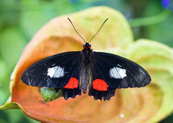 black butterfly with red and white spots on a flower