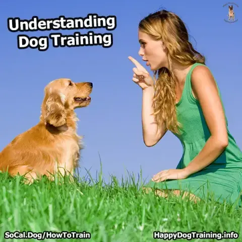 How To Train A Dog