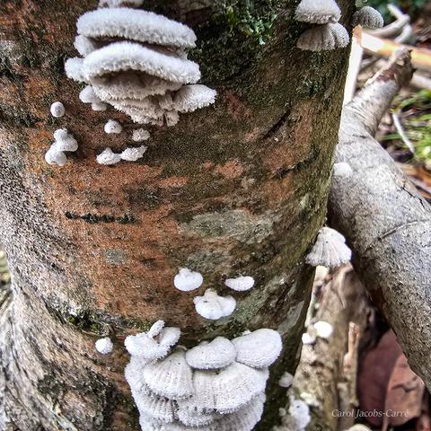 Fuzzy white caps emerge from a dead tree trunk like piles of sugar powdered cookies