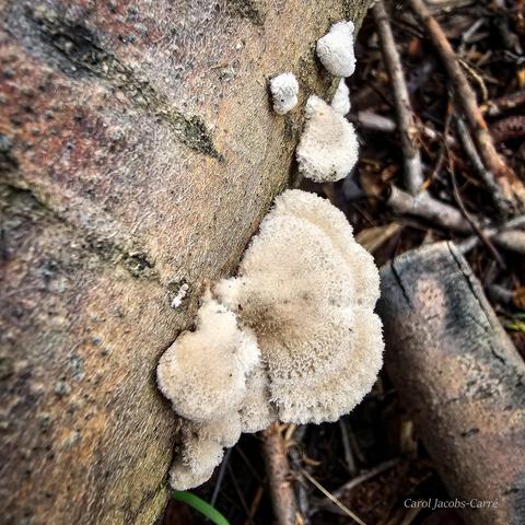 As the mushrooms age, they often turn cream colored.  You can see how fuzzy they are