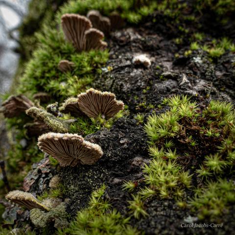 Looking at the underside of split gill fungi, you can see that the gills look a bit like a fan.  The edge of the cap shows the densely packed hairs which have a soft spongey texture,