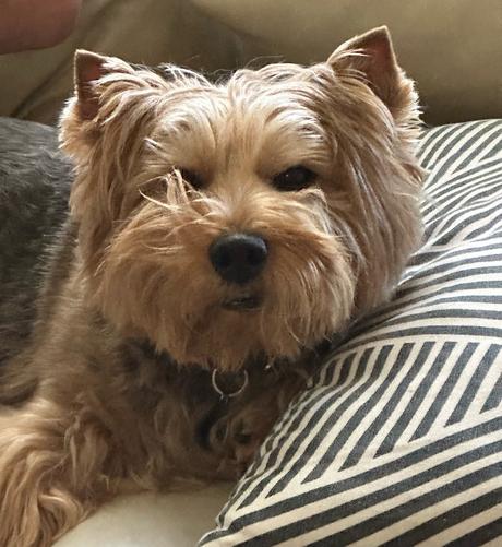 Norwich Terrier with the fur around her nose sticking up on one side. She is adorable but also a clown.
