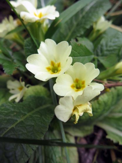 closeup of a common primrose in january with open yellow blossoms.
