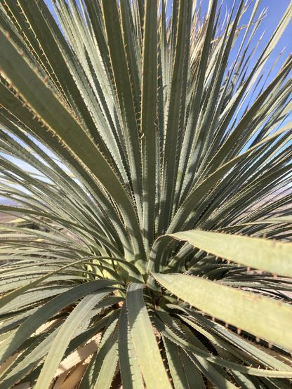 closeup into the leaves of a yucca plant