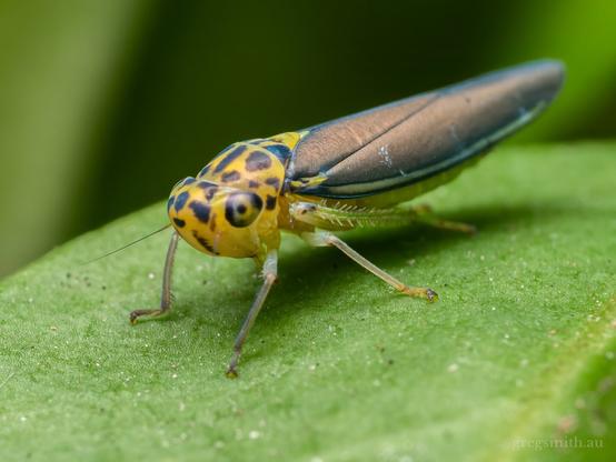 A leafhopper, Ishidaella sp., yellow with black spots, on a leaf.