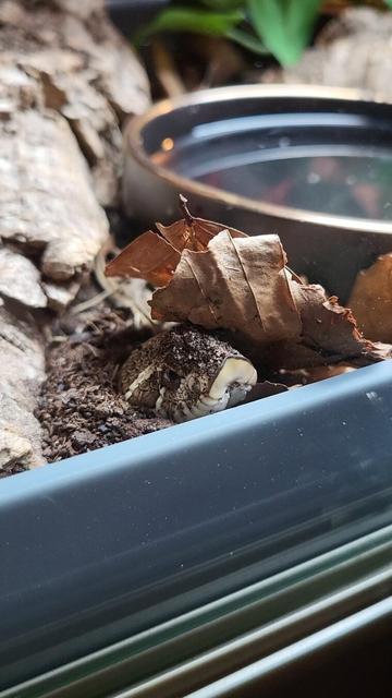 Hazel, the brown spotted plains hognose snake, showing only her head out from the ground under a dried brown leaf, with dirt on her head.

She is inside of her enclosure between a black water bowl and a flat piece of cork bark.